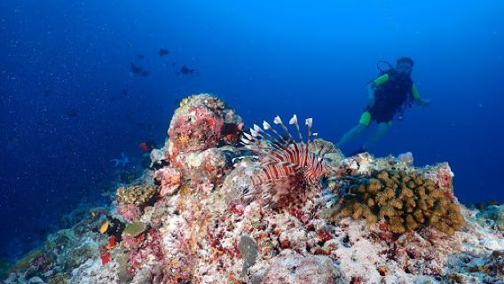 Jerrys Dive Club Rasdhoo