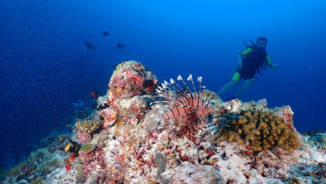 Jerrys Dive Club Rasdhoo
