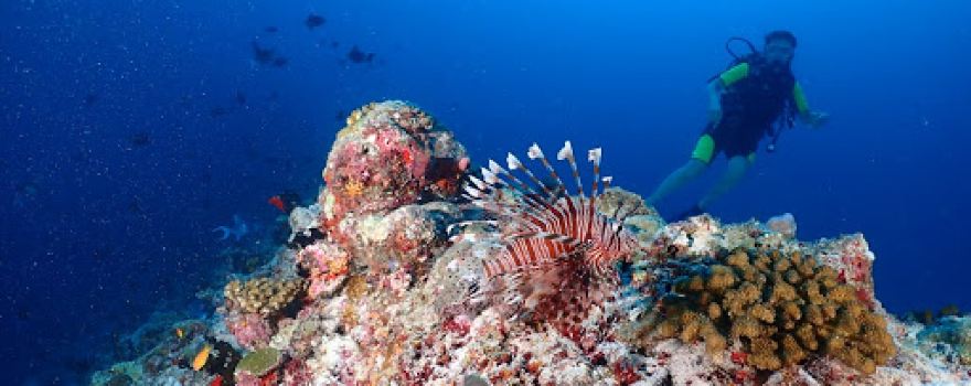 Jerrys Dive Club Rasdhoo