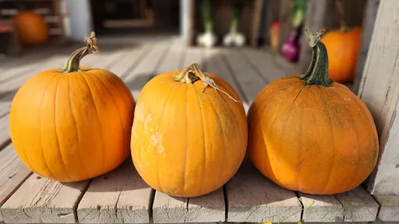 Ferme Arthur Cauchon