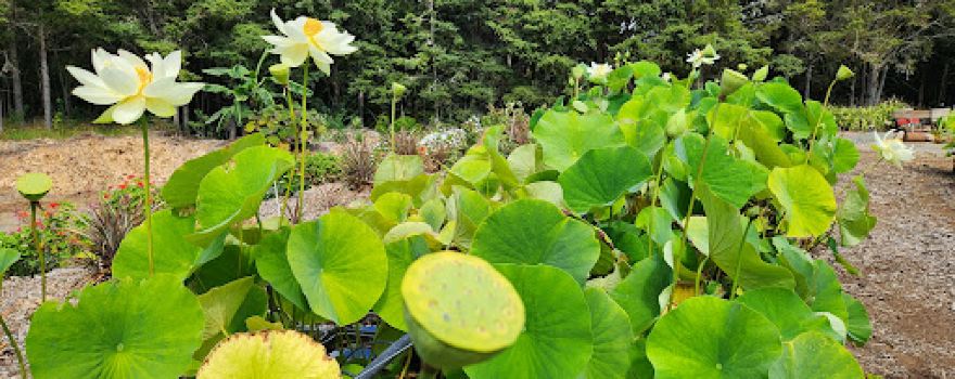 Land of the Lotus Ltd