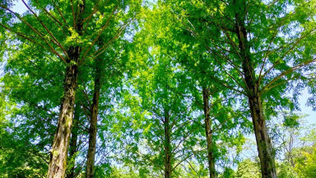 Dazaifu Citizen's Forest