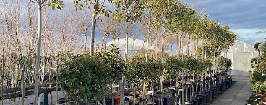 Sulney Nursery