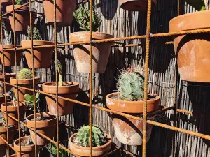 The Shady Gum Nursery