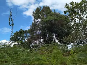 Taman KEHATI KOKOLOMBOY