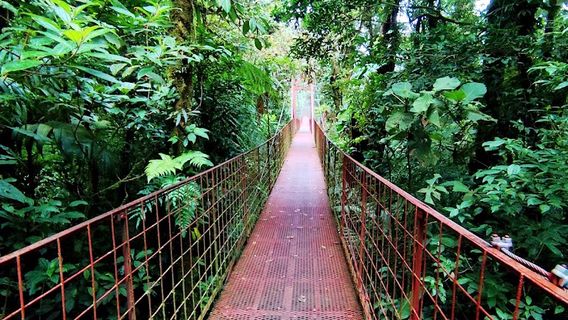 Monteverde Cloud Forest Biological Preserve