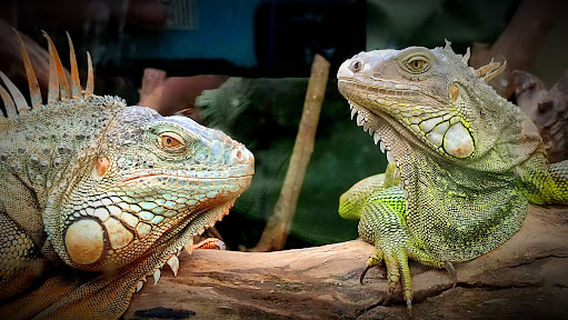 PetStation, Mattool,Kannur