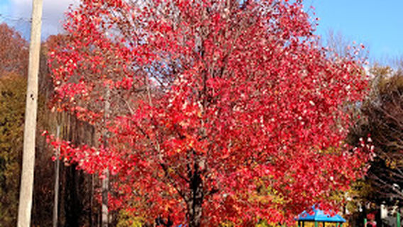 Springside Park