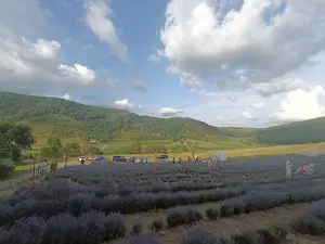Atelierul Dealul cu Lavanda