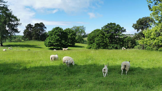 Darn Walk, Bridge of Allan