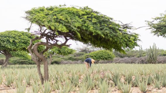 Aruba Aloe Factory Museum and Store