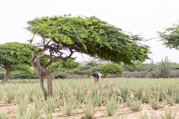 Aruba Aloe Factory Museum and Store