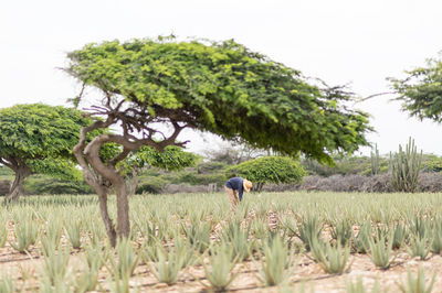 Aruba Aloe Factory Museum and Store