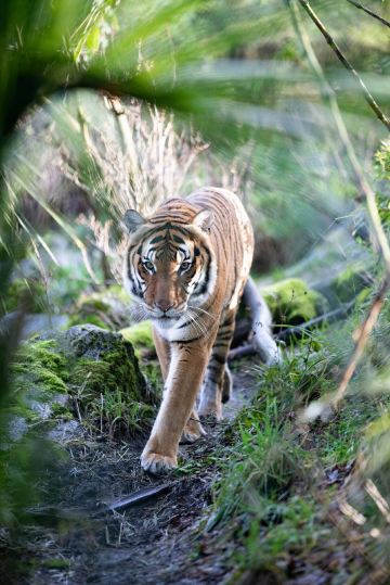 Woodland Park Zoo