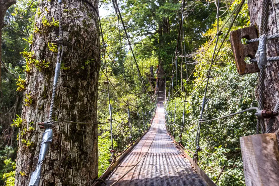 4_Chiclets Zipline