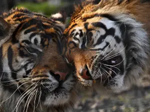 Feline Park