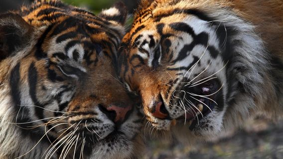 Feline Park
