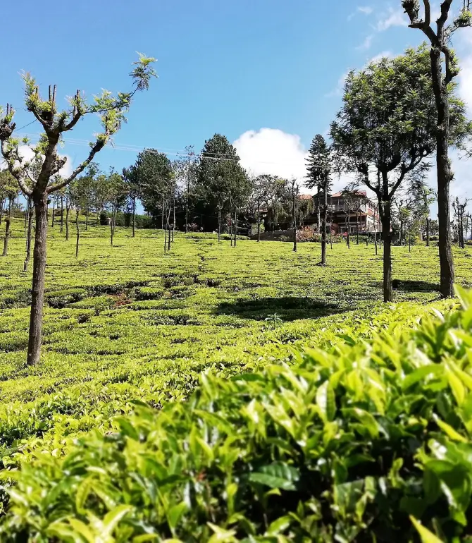 Coonoor