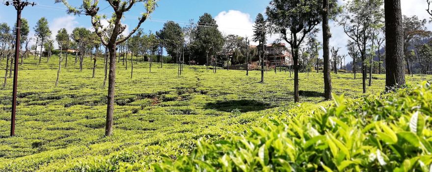 Coonoor