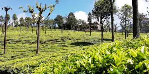 Highfield Tea Factory