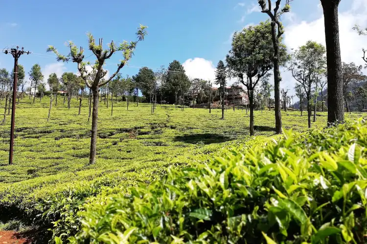 Coonoor