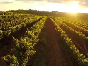 Kozlović Winery