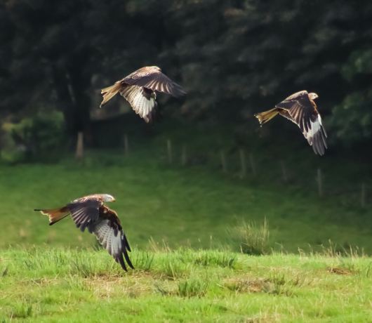 Argaty Red Kites