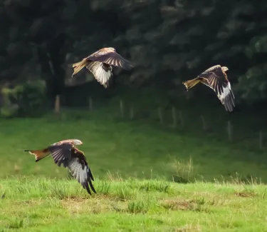 Argaty Red Kites