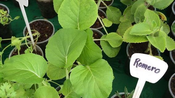 Aguadilla Farmers' Market