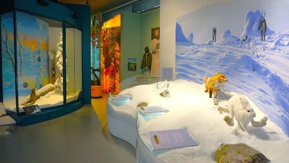 Pyhä-Luosto Visitor and Culture Center Naava