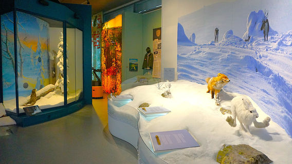 Pyhä-Luosto Visitor and Culture Center Naava