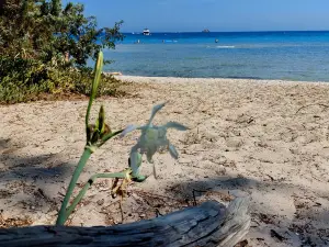 Plage De Pinarello