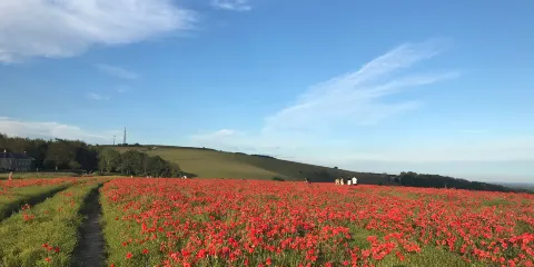 The Trundle (St Roche's Hill)
