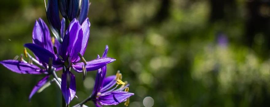 Camassia Nature Preserve