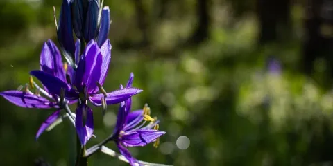 Camassia Natural Area