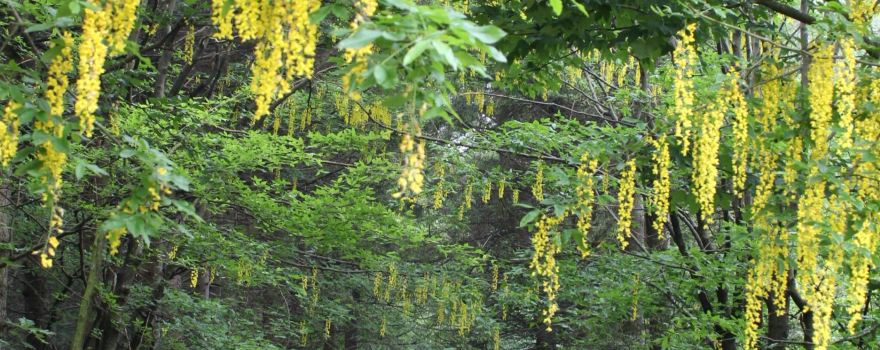 Foresta demaniale del Melogno