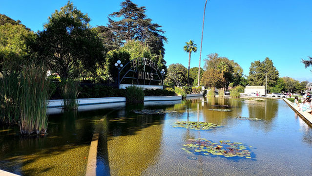 The Lily Pond