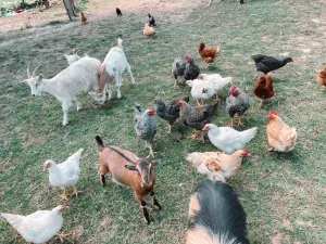 Terre Happy Farm &cie Mini ferme pédagogique