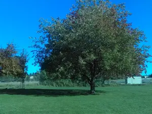 Ekone Park