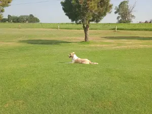 Dimmitt Country Club