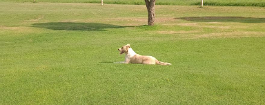 Dimmitt Country Club