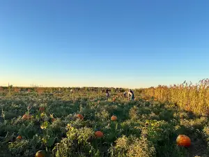 Corn maze
