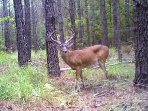 Waccamaw Hunting Services, LLC
