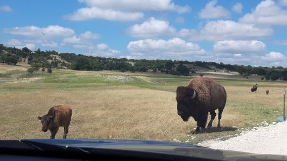 Buena Vista Wildlife Safari and RV Park