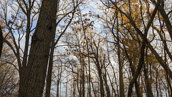 Wheelabrator Wildlife Refuge and Butterfly Garden
