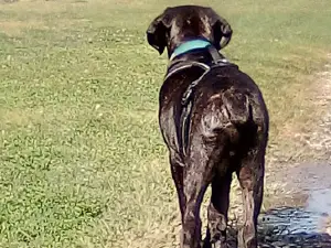 Nice Dog Park