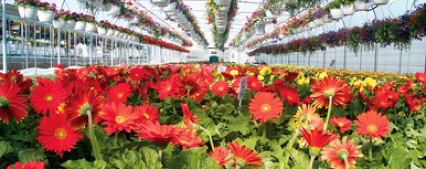 Hidden Gardens Nursery & Garden Center