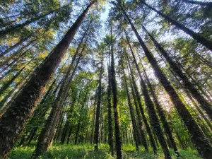 Bahurel Woods