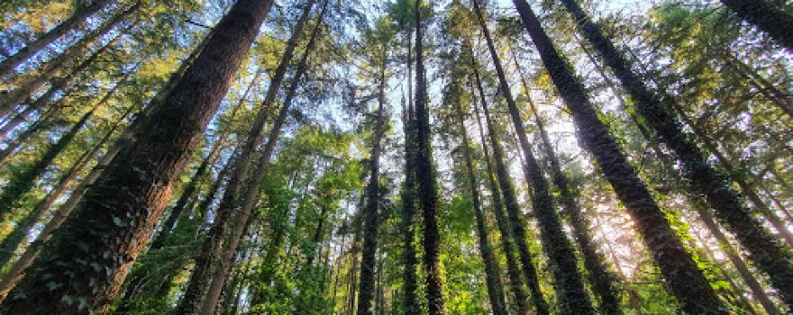 Bahurel Woods