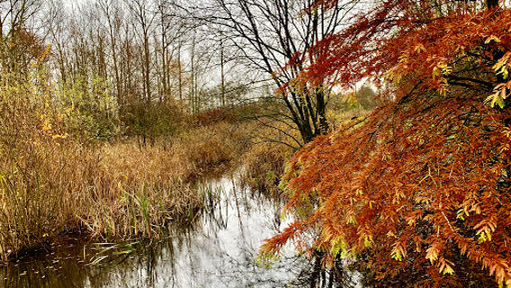 Herdenkingsbos
